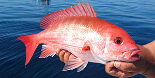 Red Snapper against the deep blue sea